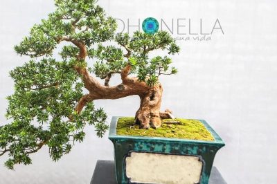 Plantas que trazem Prosperidade