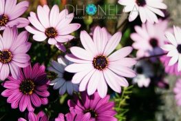 5 benefícios do cultivo de flores