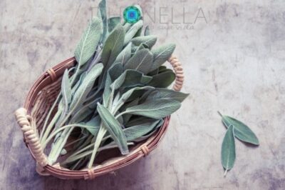 Todo o poder da Sálvia