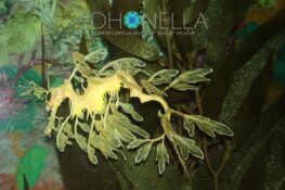 Árvore sangue de Dragão