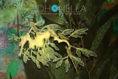 Árvore sangue de Dragão