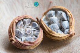 Cânfora: aliado aos pulmões e coração