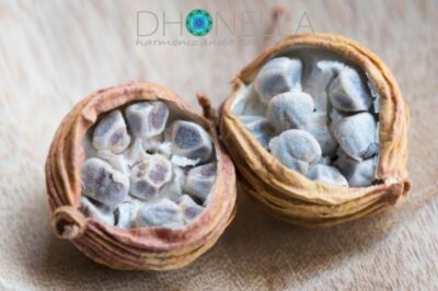 Cânfora: aliado aos pulmões e coração