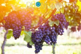 Como se beneficiar com a uva