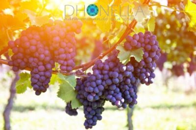 Como se beneficiar com a uva