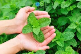 O poder da Menta em nossa vida