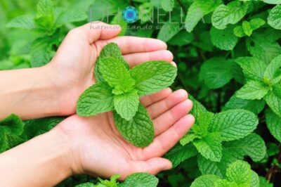 O poder da Menta em nossa vida
