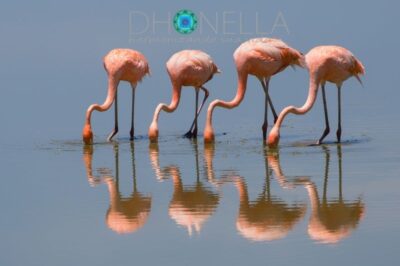 Simetria e variedade neste mundo – prova da existência de Deus?