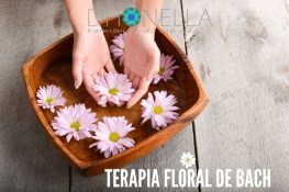Terapia floral de Bach: as flores transmitem ao corpo as maravilhosas vibrações da natureza!
