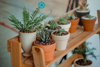 5 plantas extraordinárias que fazem você respirar melhor à noite no quarto onde você dorme