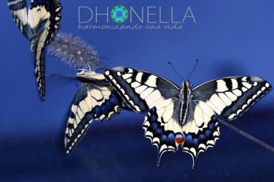 Você costuma ver borboletas?