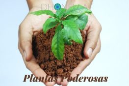 Quais plantas você deve usar para afrodisíacos, dinheiro, felicidade, amor, repelir energias negativas e muito mais