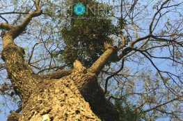 Contato com árvores: elimina energias prejudiciais e traz energia positiva para o corpo