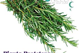 Alecrim, muito mais que uma planta